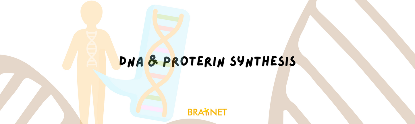 DNA & Proterin Synthesis