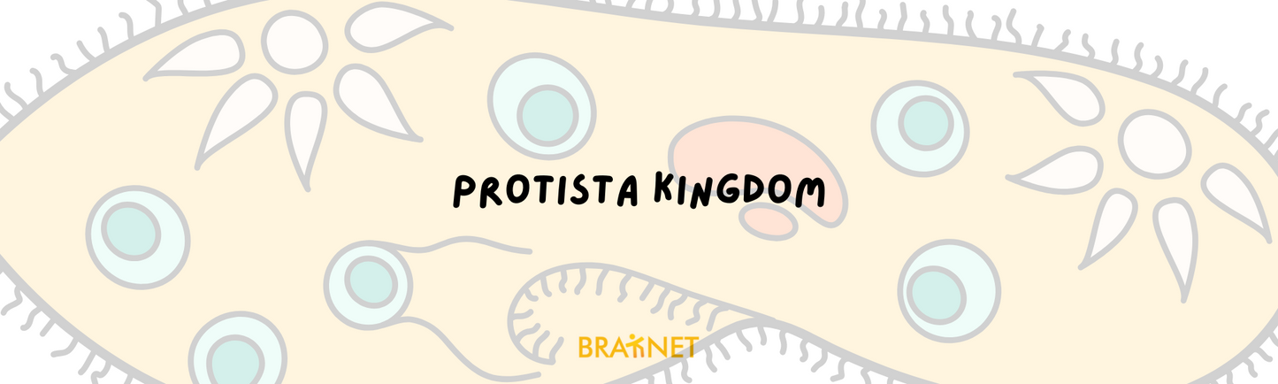 Protista Kingdom